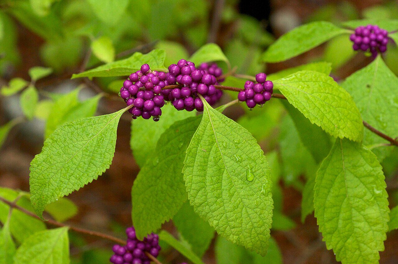 American Beautyberry (Callicarpa americana) with dense magenta-purple fruit clusters wrapped around arching stems