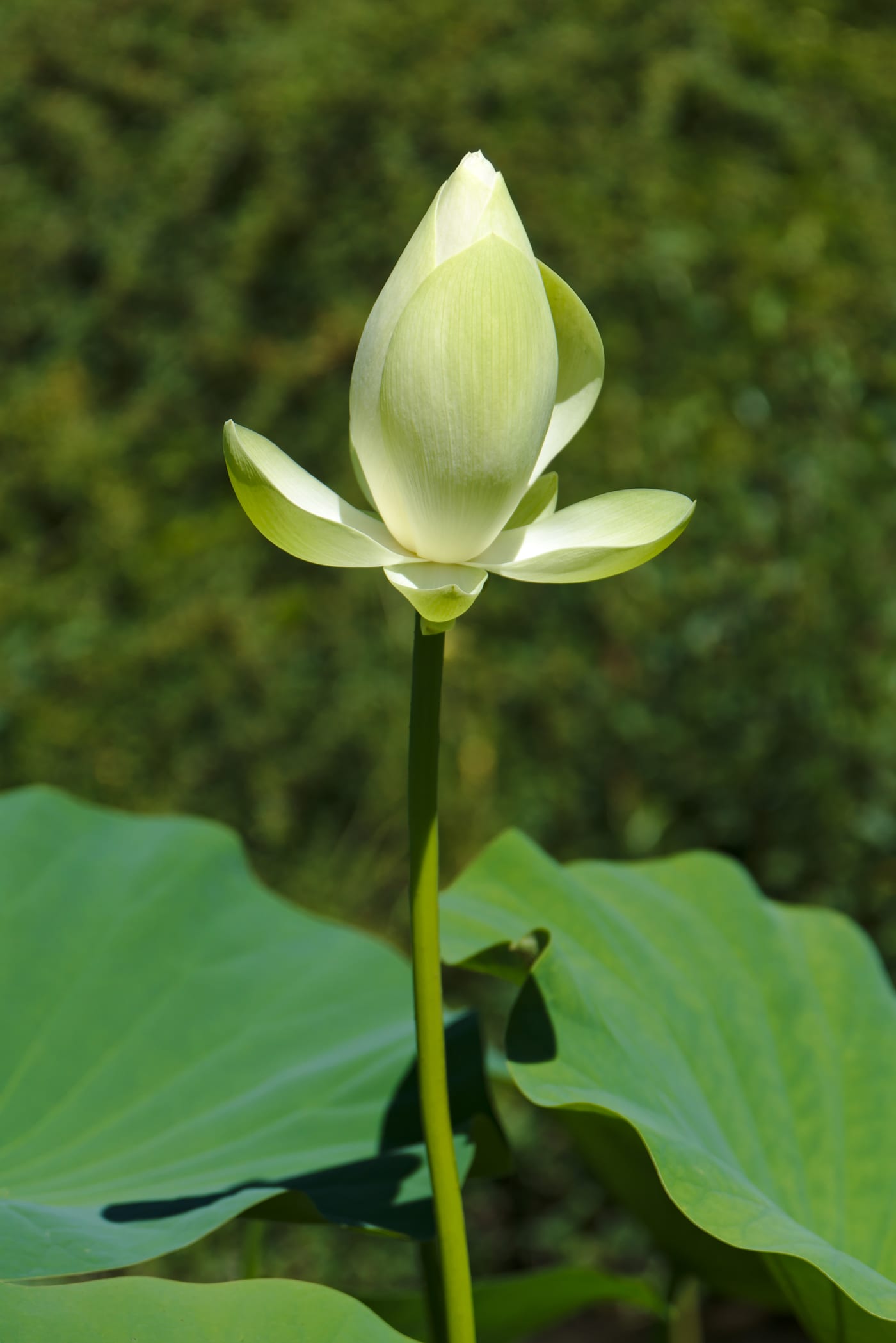 American Lotus (Nelumbo lutea) with large pale yellow flower and broad circular leaf rising above pond water