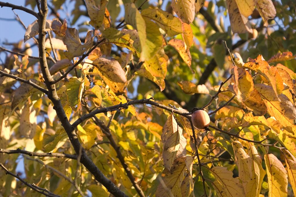 American Persimmon (Diospyros virginiana) tree bearing orange fruit in autumn