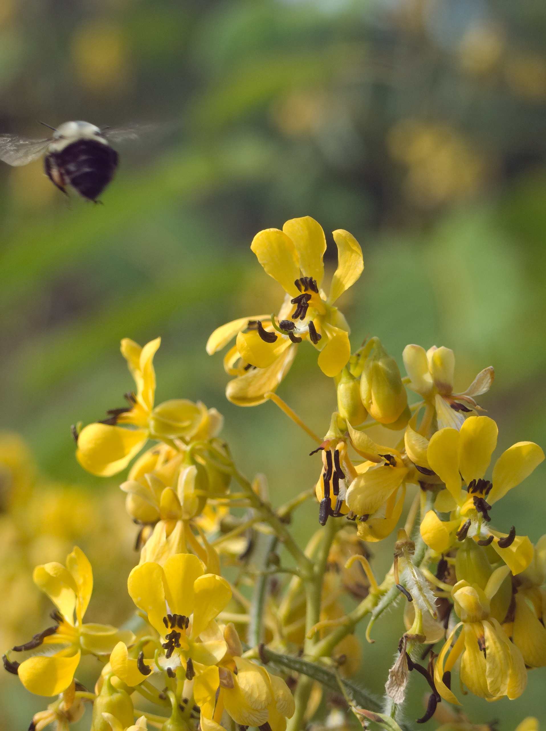 American Senna (Senna hebecarpa) with tall racemes of golden-yellow bowl-shaped flowers and pinnately compound leaves
