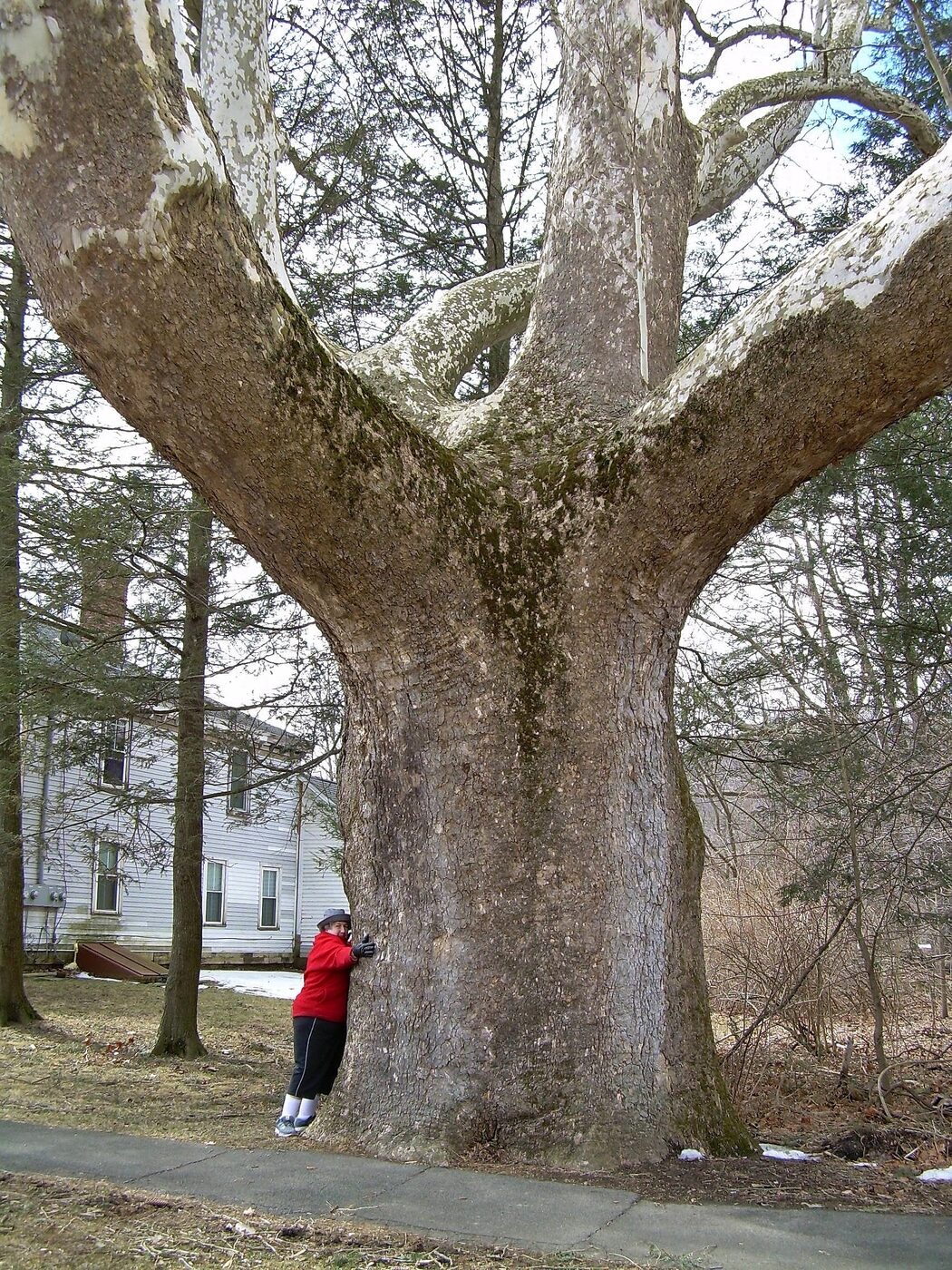 American Sycamore (Platanus occidentalis)