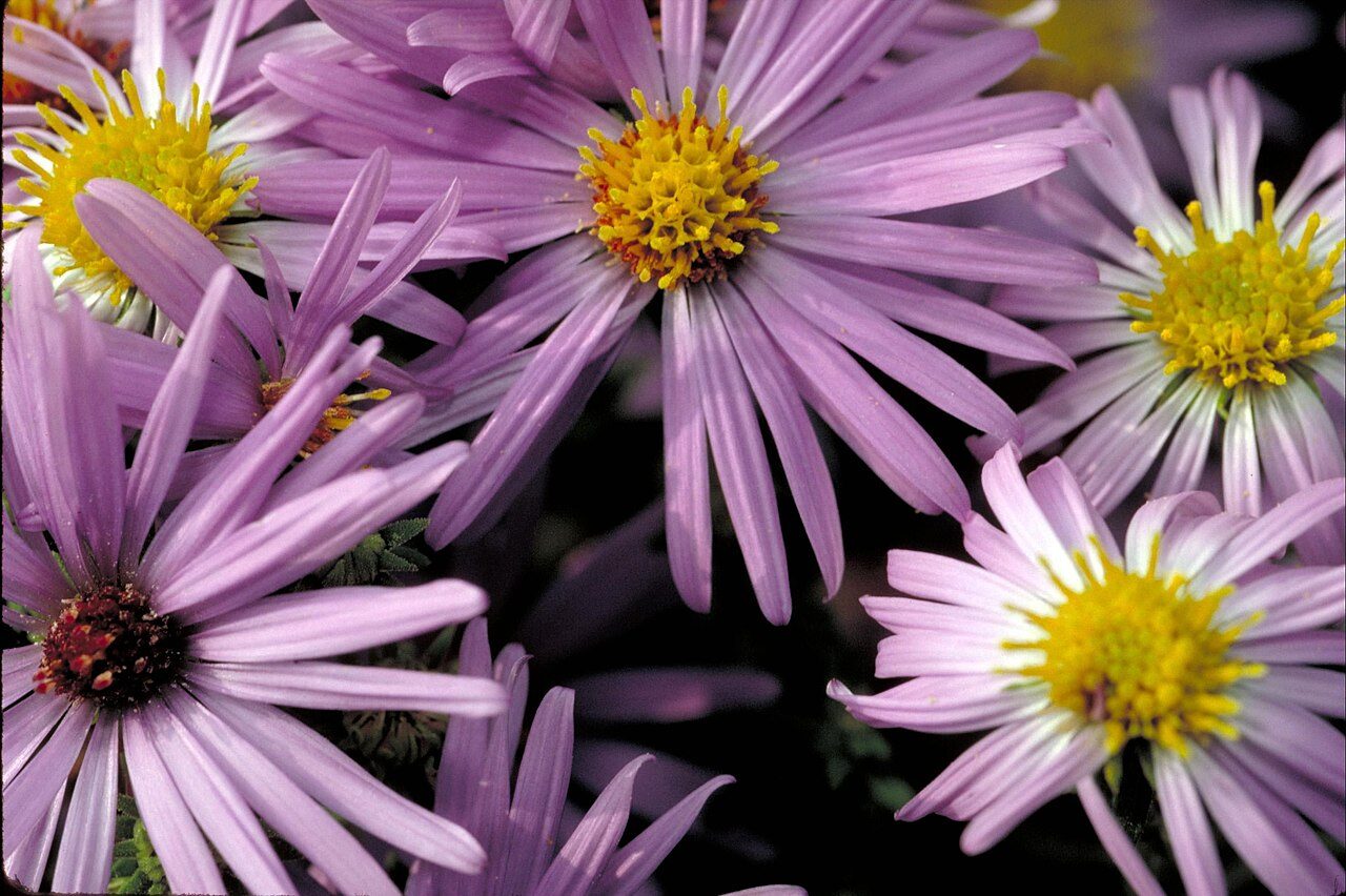 Aromatic Aster (Symphyotrichum oblongifolium) in full lavender-blue bloom in late October