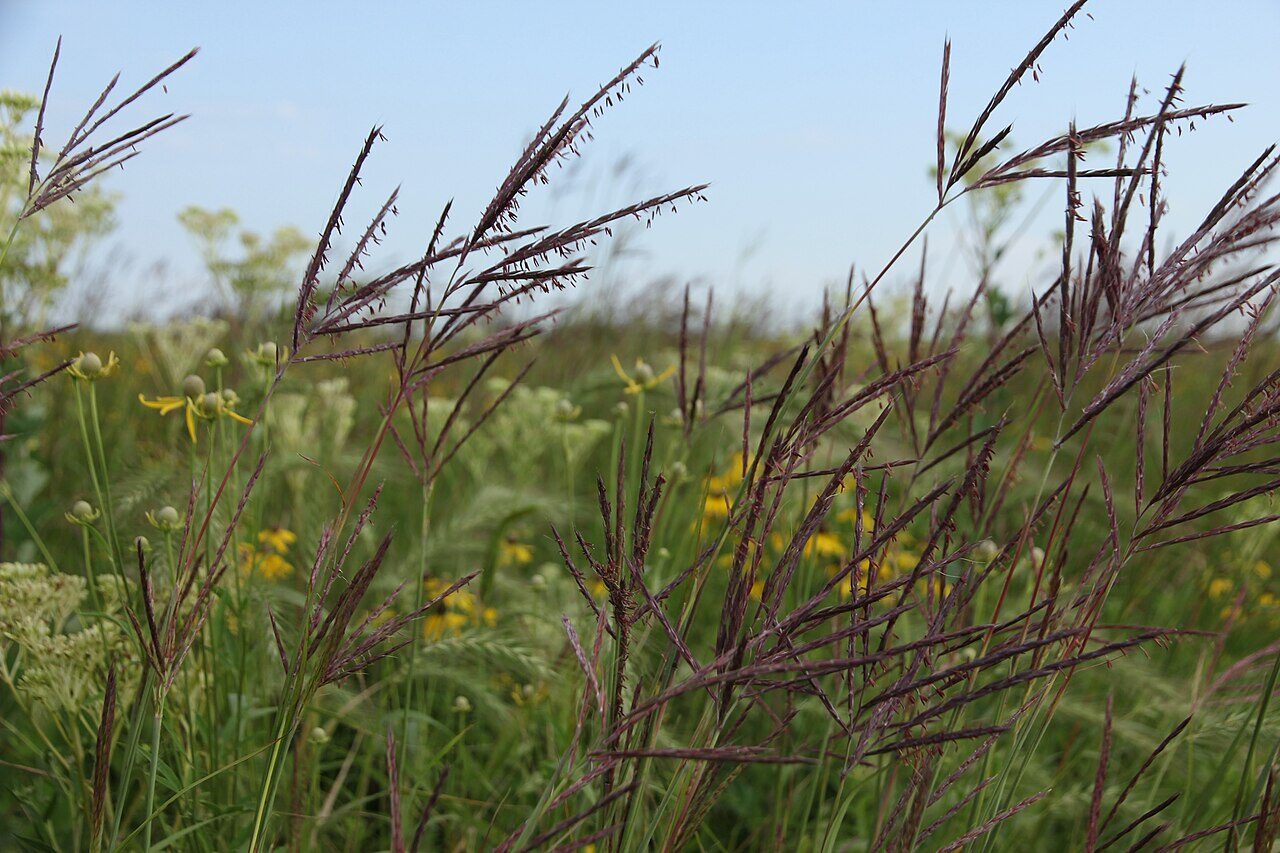 Big Bluestem (Andropogon gerardii) standing tall in restored tallgrass prairie