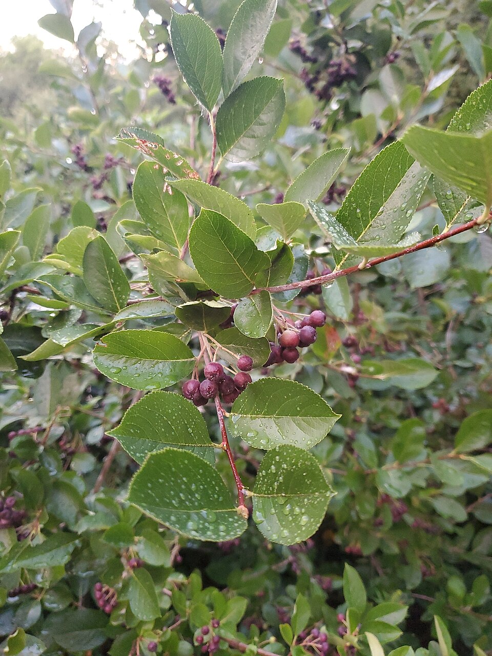 Black Chokeberry (Aronia melanocarpa)