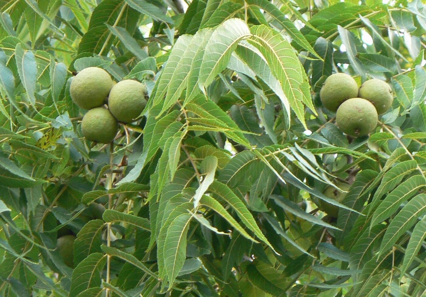 Black Walnut (Juglans nigra)