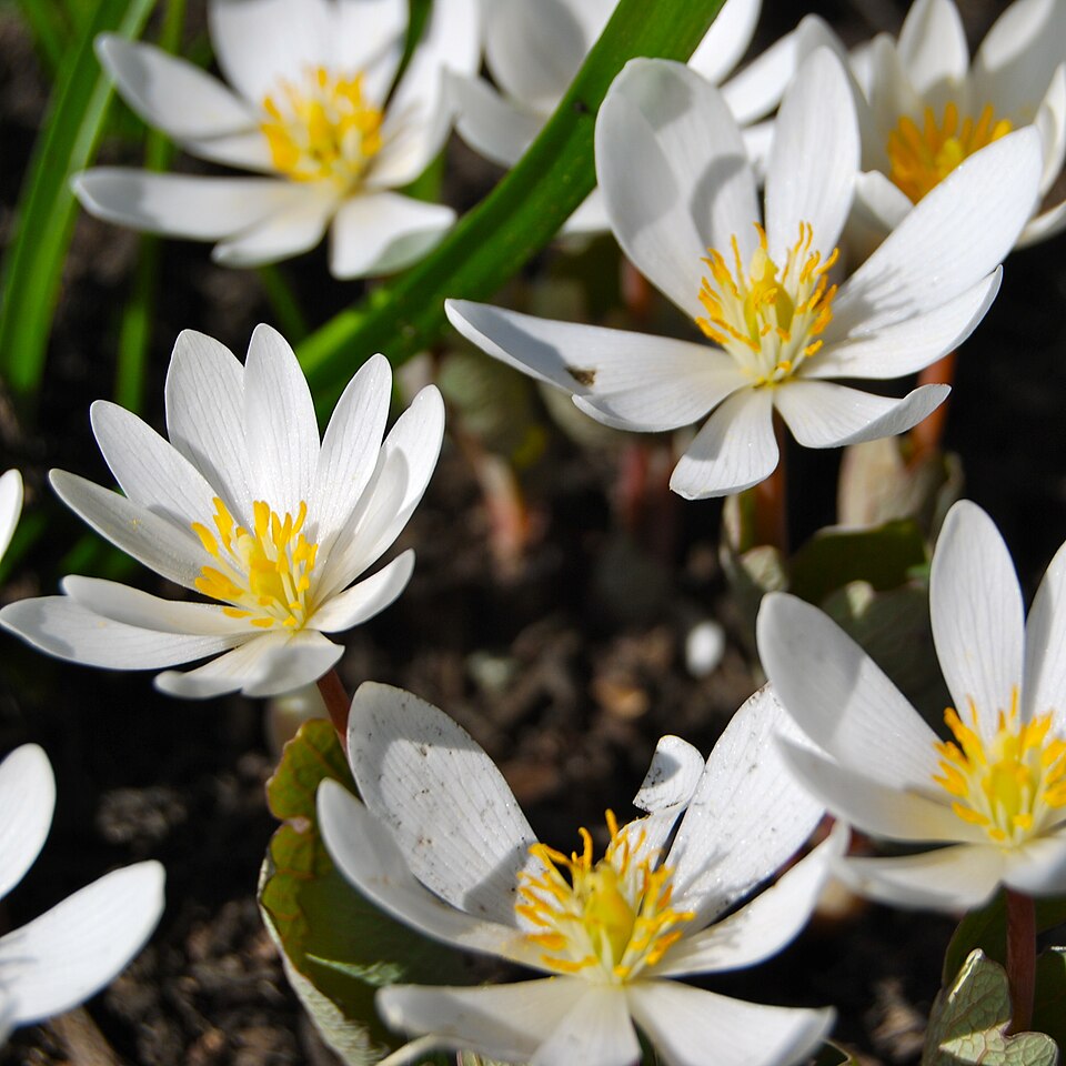 Bloodroot (Sanguinaria canadensis)