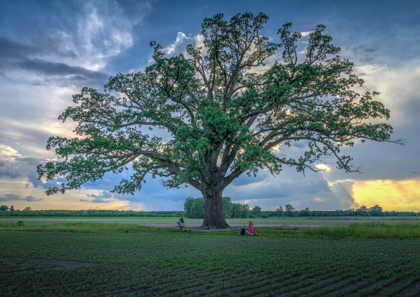 Bur Oak (Quercus macrocarpa)