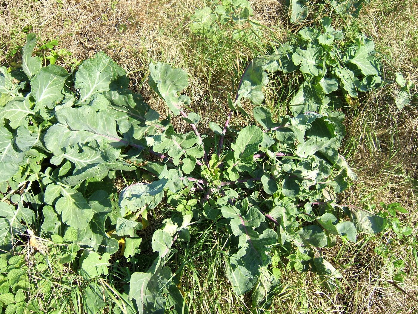 Collard Greens (Brassica oleracea)
