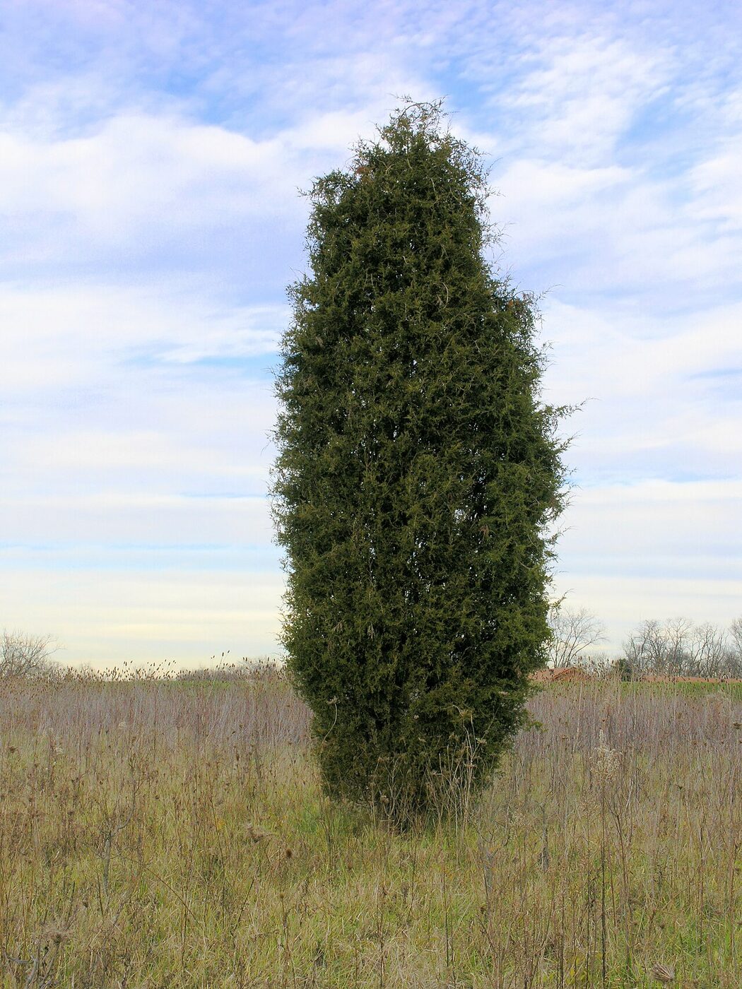 Eastern Redcedar (Juniperus virginiana) — characteristic columnar form of an old-field pioneer
