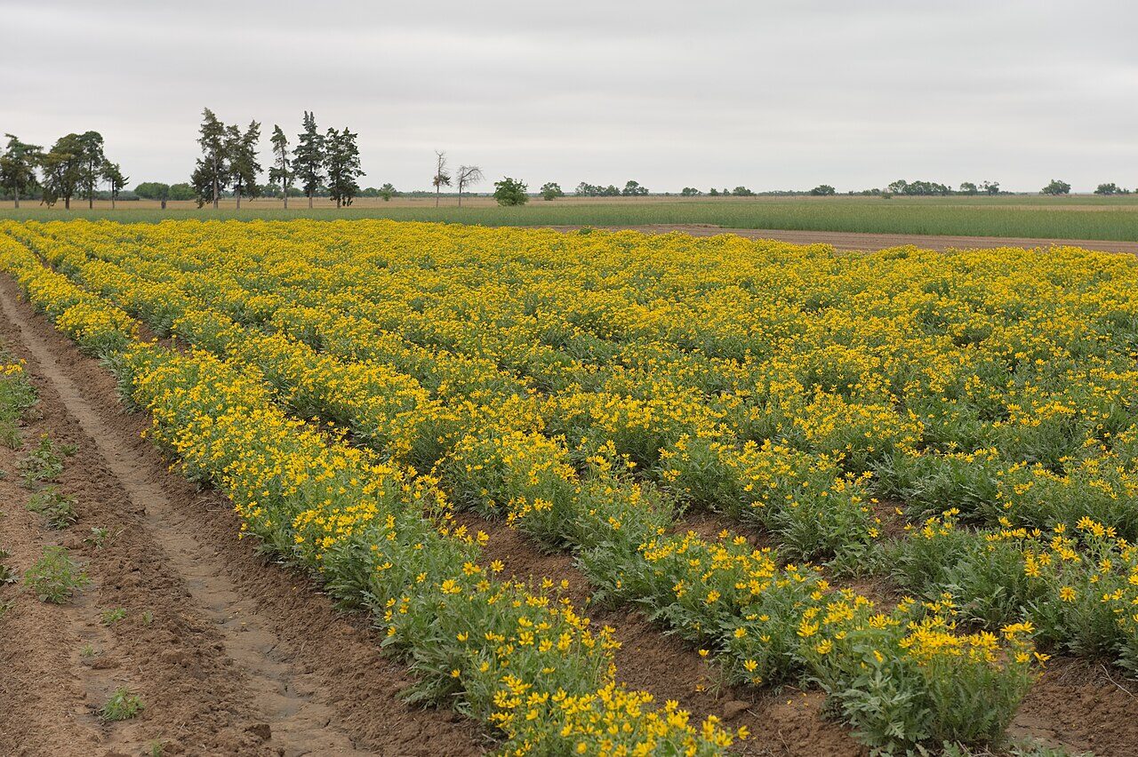 A dense stand of Maximilian sunflower (Helianthus maximiliani) in full golden bloom at an NRCS Plant Materials Center seed plot