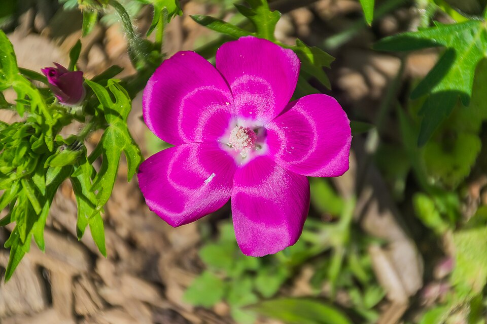 Purple Poppy Mallow (Callirhoe involucrata)