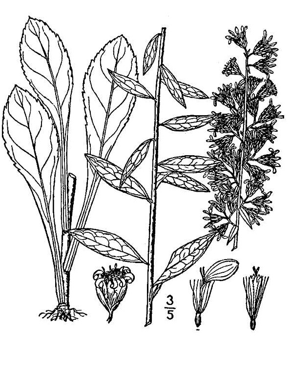 Showy Goldenrod (Solidago speciosa)