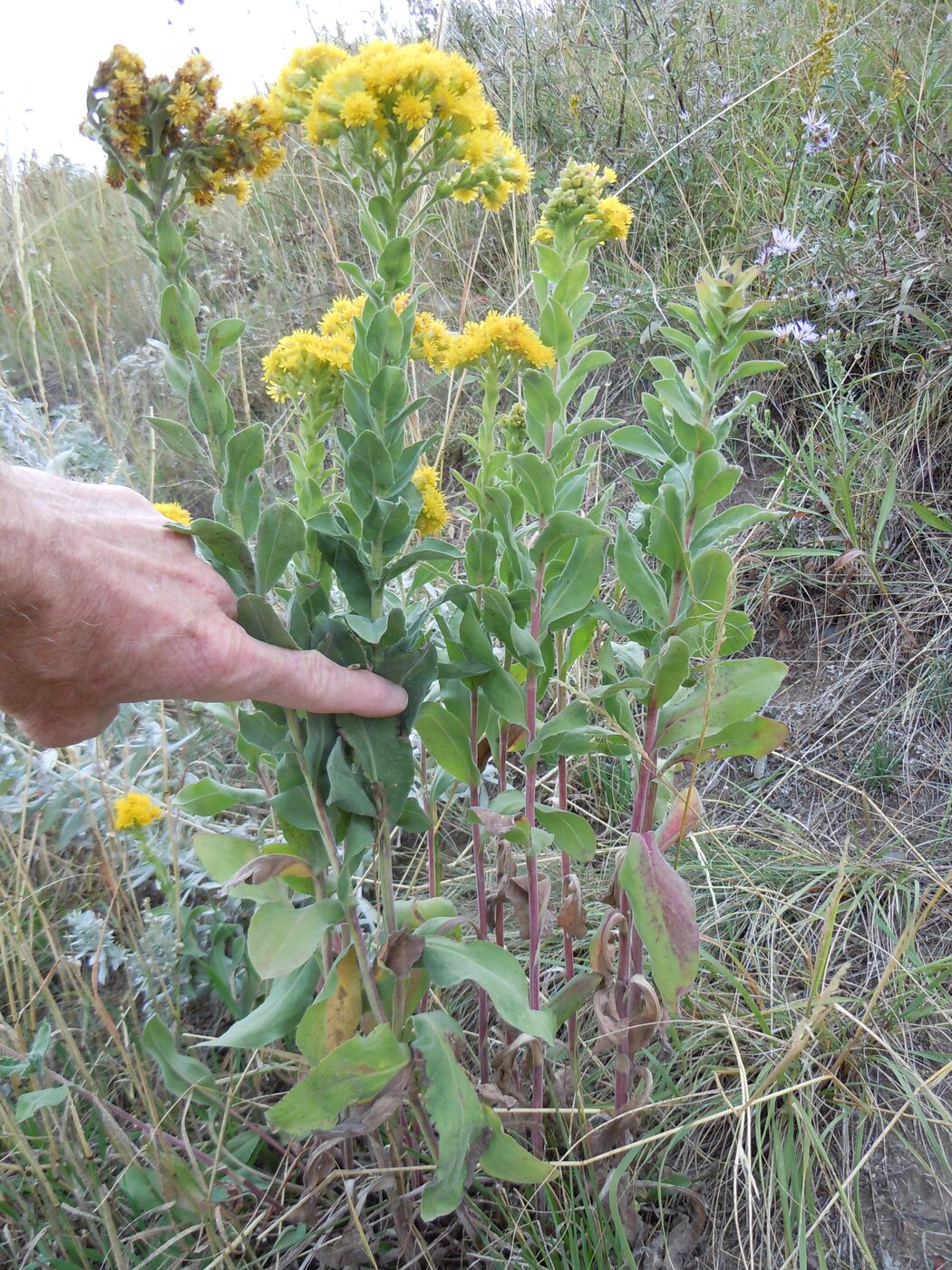 Stiff Goldenrod (Solidago rigida)