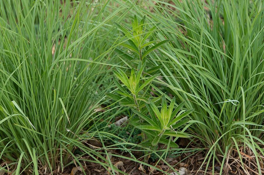 Schizachyrium scoparium — foliage & form