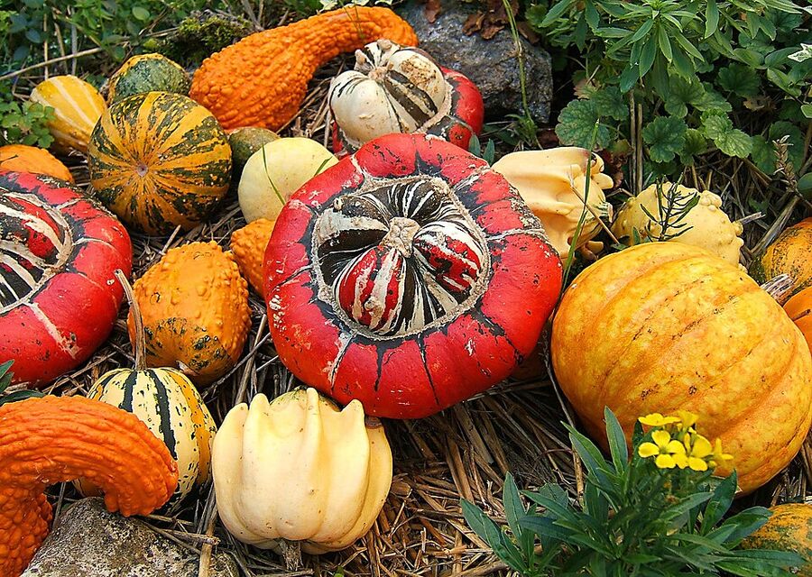 An assortment of Cucurbita pepo and C. maxima fruits in many colors and shapes