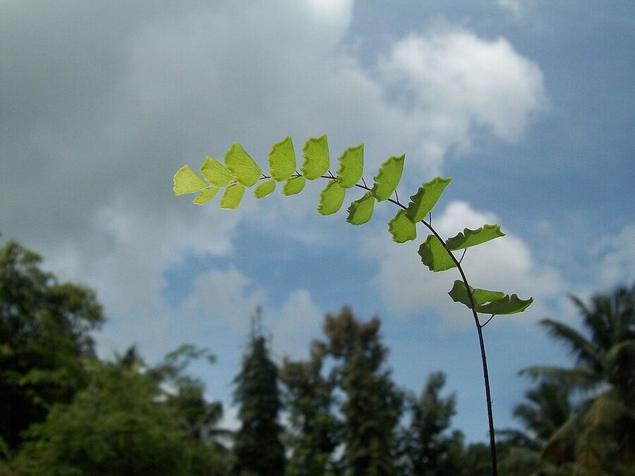 Pinnules of Adiantum pedatum viewed from below against the sky