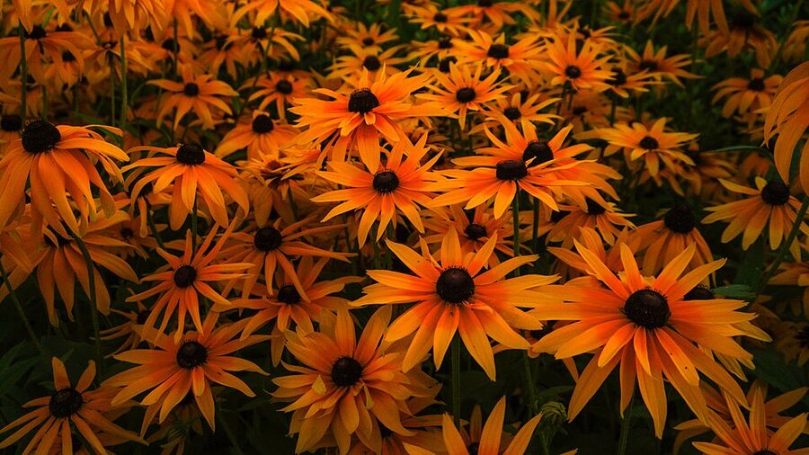 Rudbeckia hirta — foliage & form
