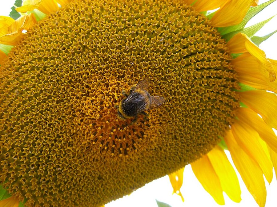 Bumblebee foraging on a sunflower head