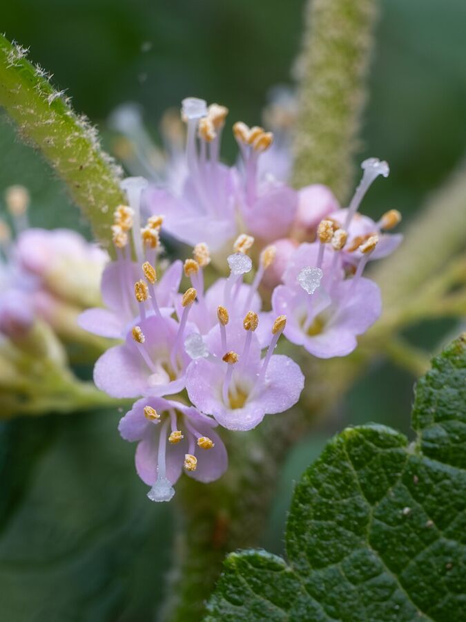 Callicarpa americana — close-up of small lavender-pink axillary cyme flowers