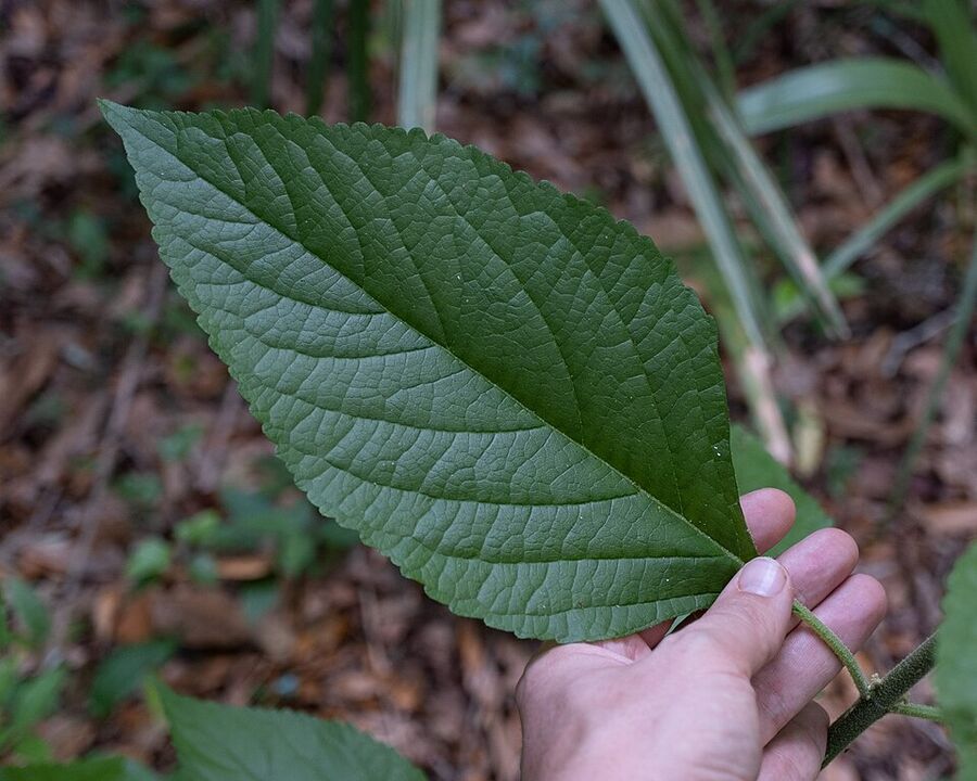 Adaxial (upper) leaf surface of Callicarpa americana showing ovate shape and coarsely toothed margin
