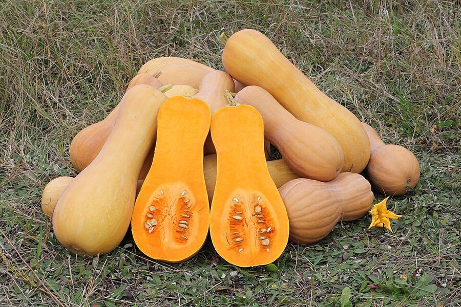 Cucurbita moschata 'Butternut' fruit halved lengthwise showing dense orange flesh