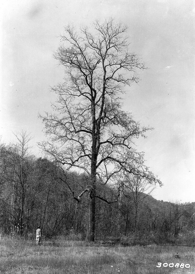 A large old-growth American persimmon tree in Indiana, 1935