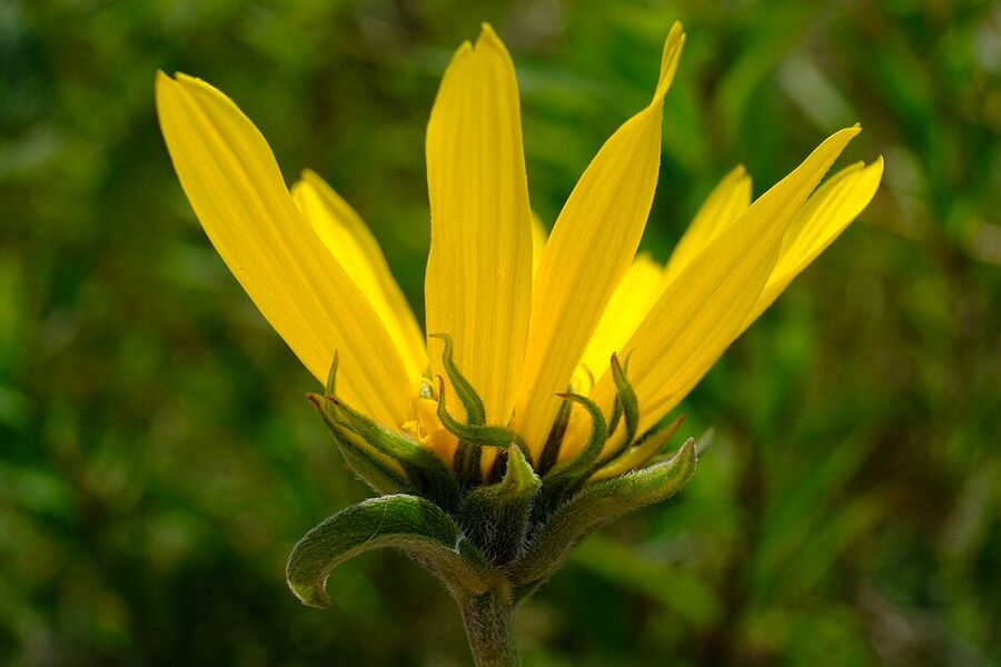 Helianthus maximiliani — flowering stem showing sessile heads stacked along the upper portion of the stalk