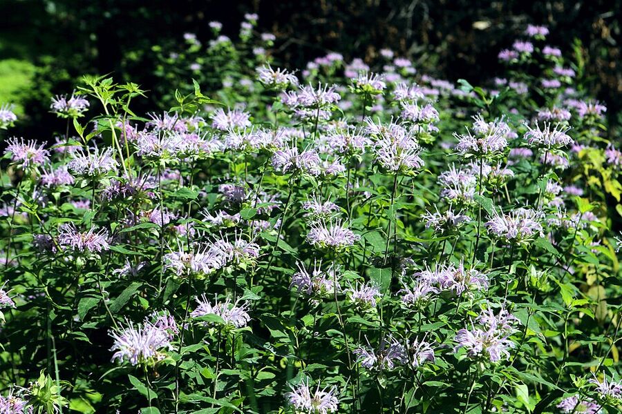 Monarda fistulosa — close-up of pink-lavender tubular flowers with exserted stamens