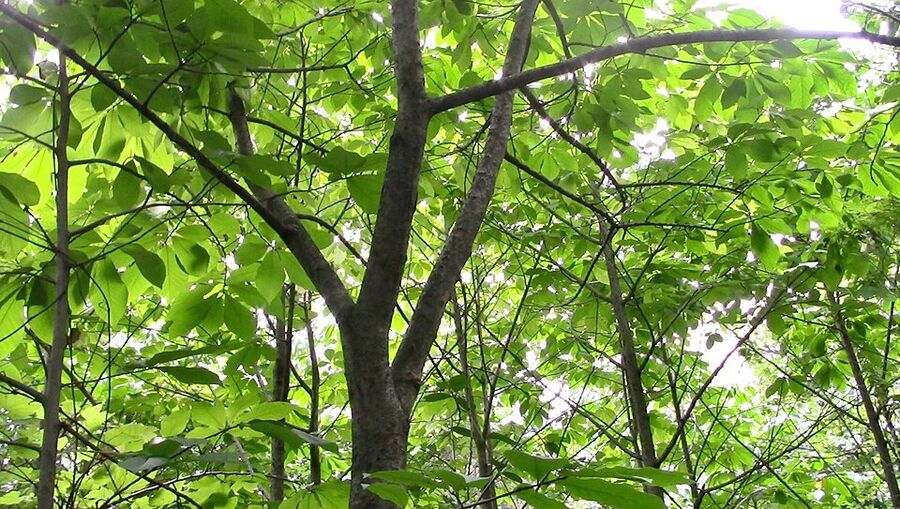 Wild clonal pawpaw patch in deciduous understory