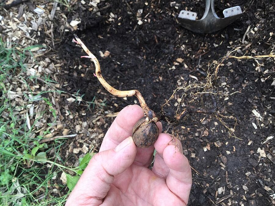 Pecan seedling sprouting from moist wood-chip mulch in eastern Oklahoma