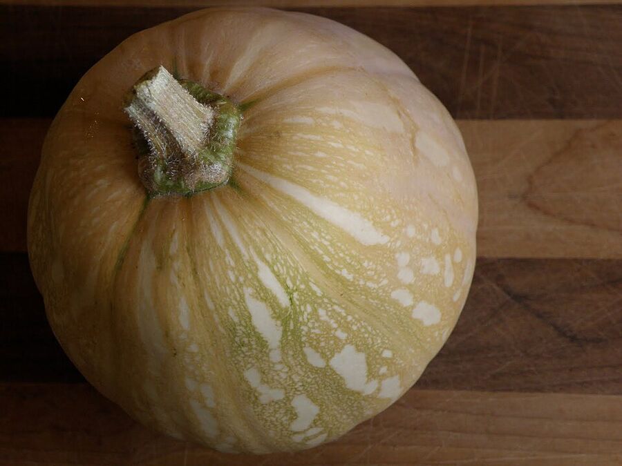 Seminole pumpkin (Cucurbita moschata), the Florida Indigenous heritage cultivar