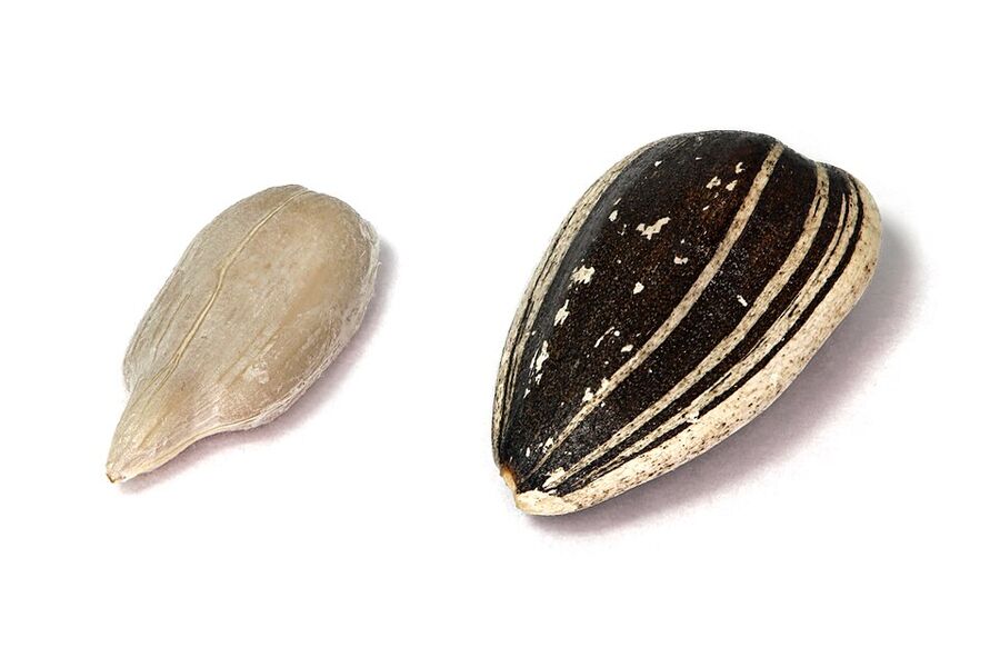 Sunflower seeds (achenes), dehulled and with hulls