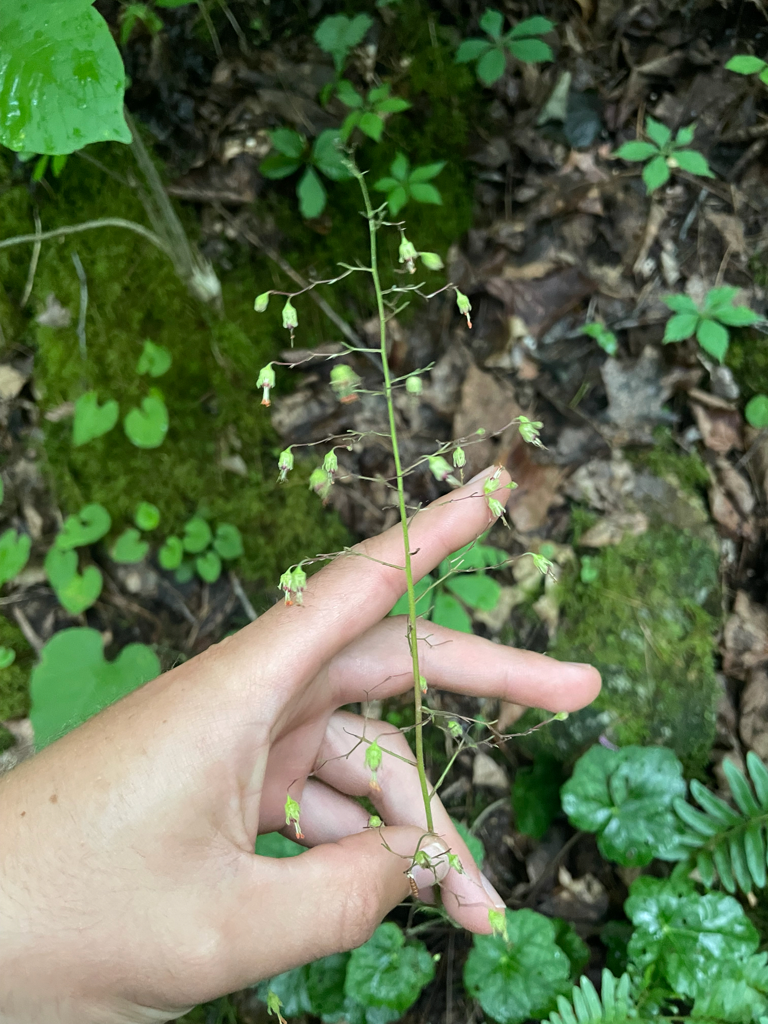Heuchera americana &mdash; American alumroot