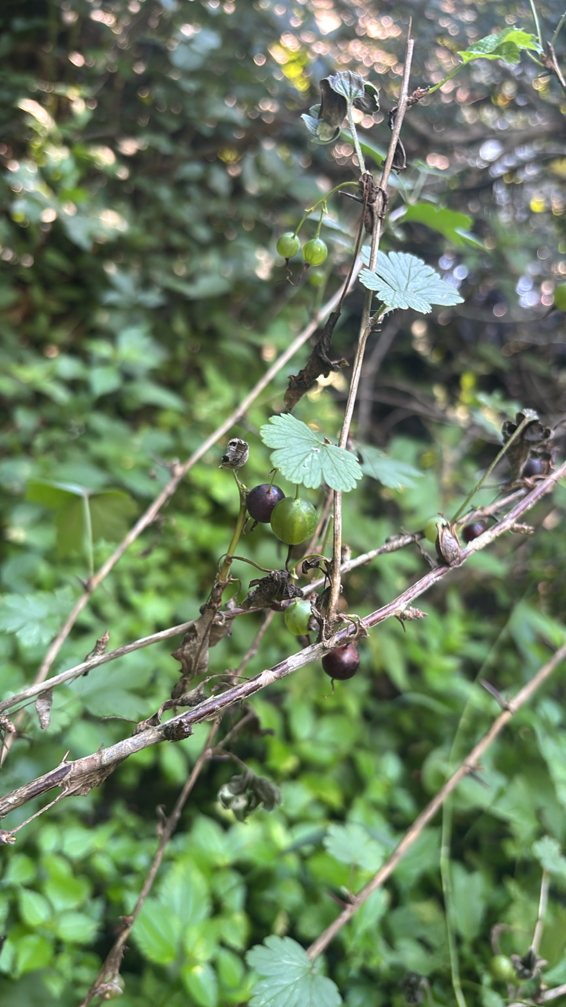 Ribes missouriense &mdash; Missouri Gooseberry