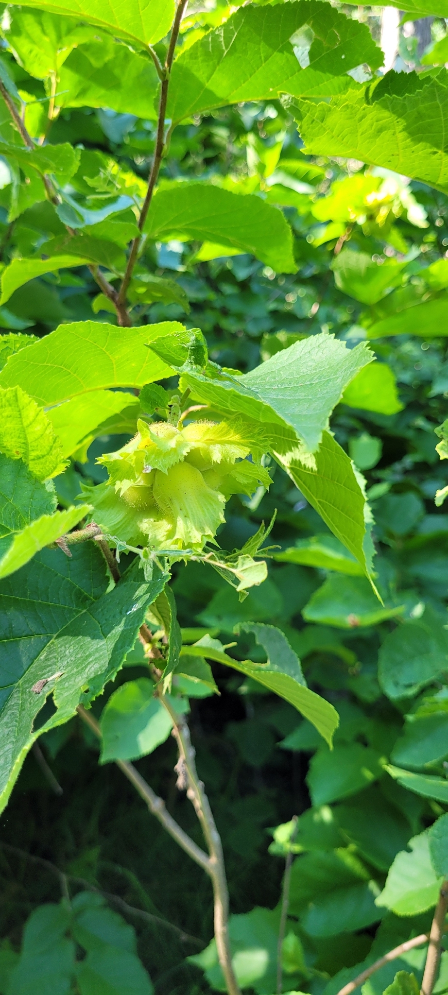 Corylus americana &mdash; American hazelnut