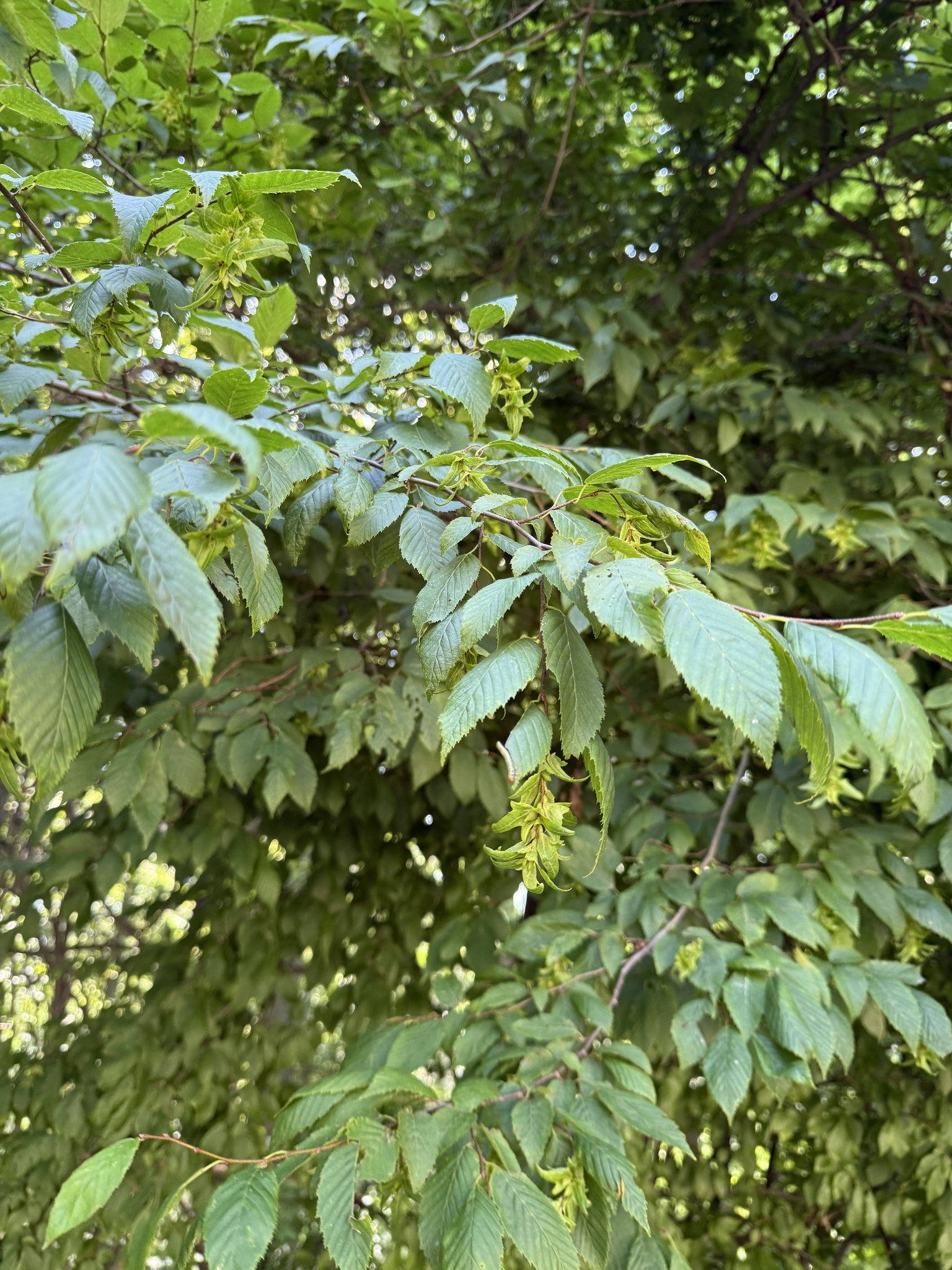Carpinus caroliniana &mdash; American hornbeam