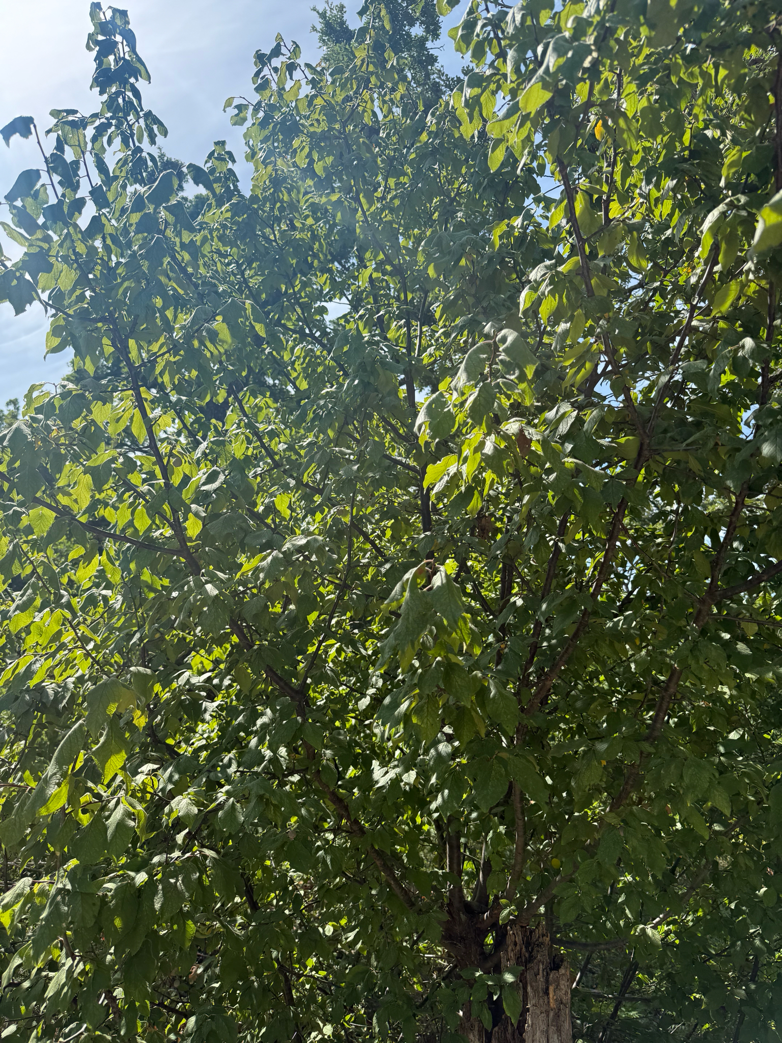 Prunus americana &mdash; Mexican Plum