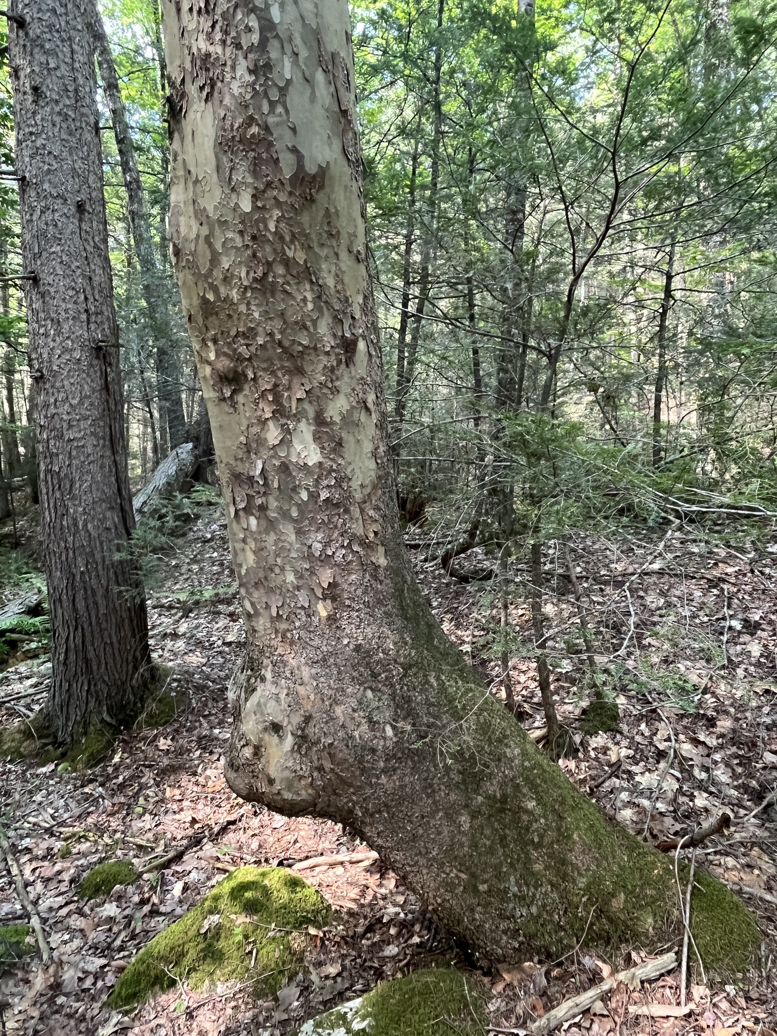 Platanus occidentalis &mdash; American Sycamore