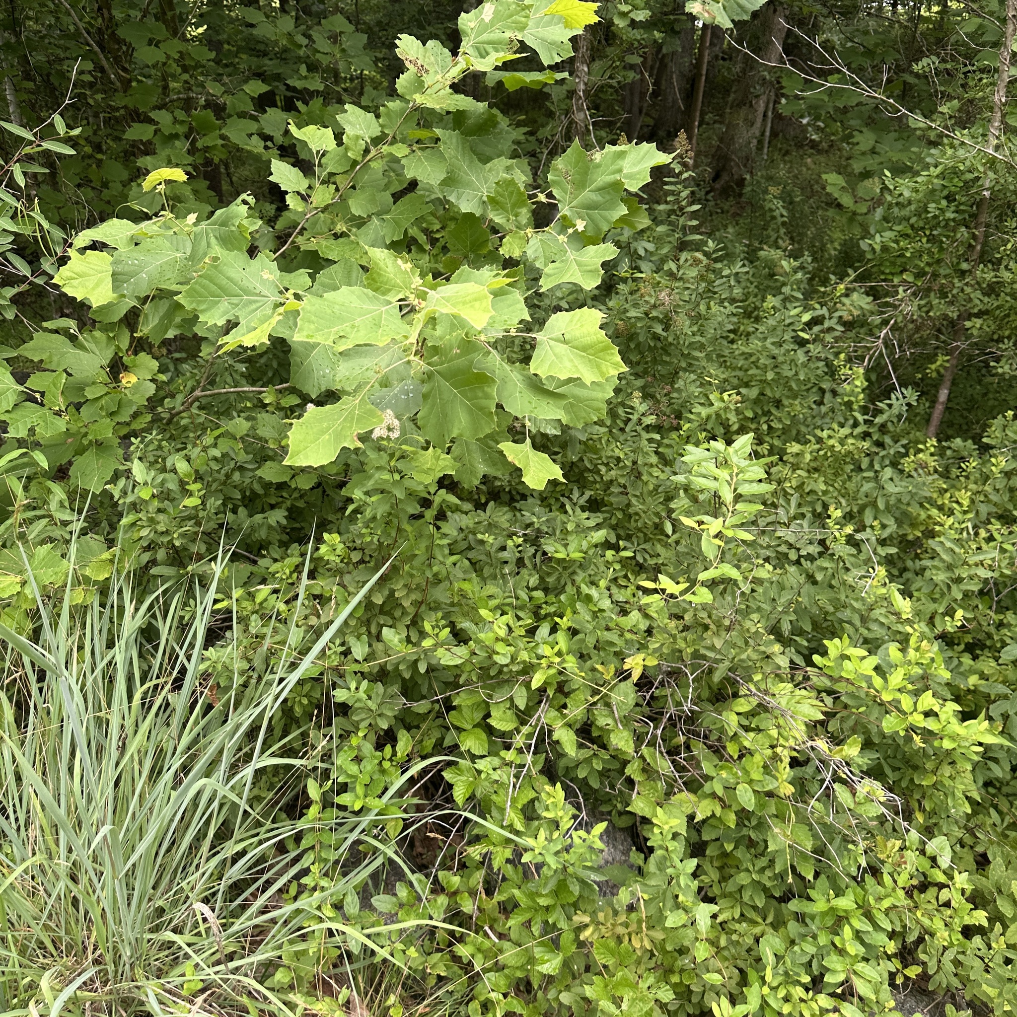 Platanus occidentalis &mdash; American sycamore