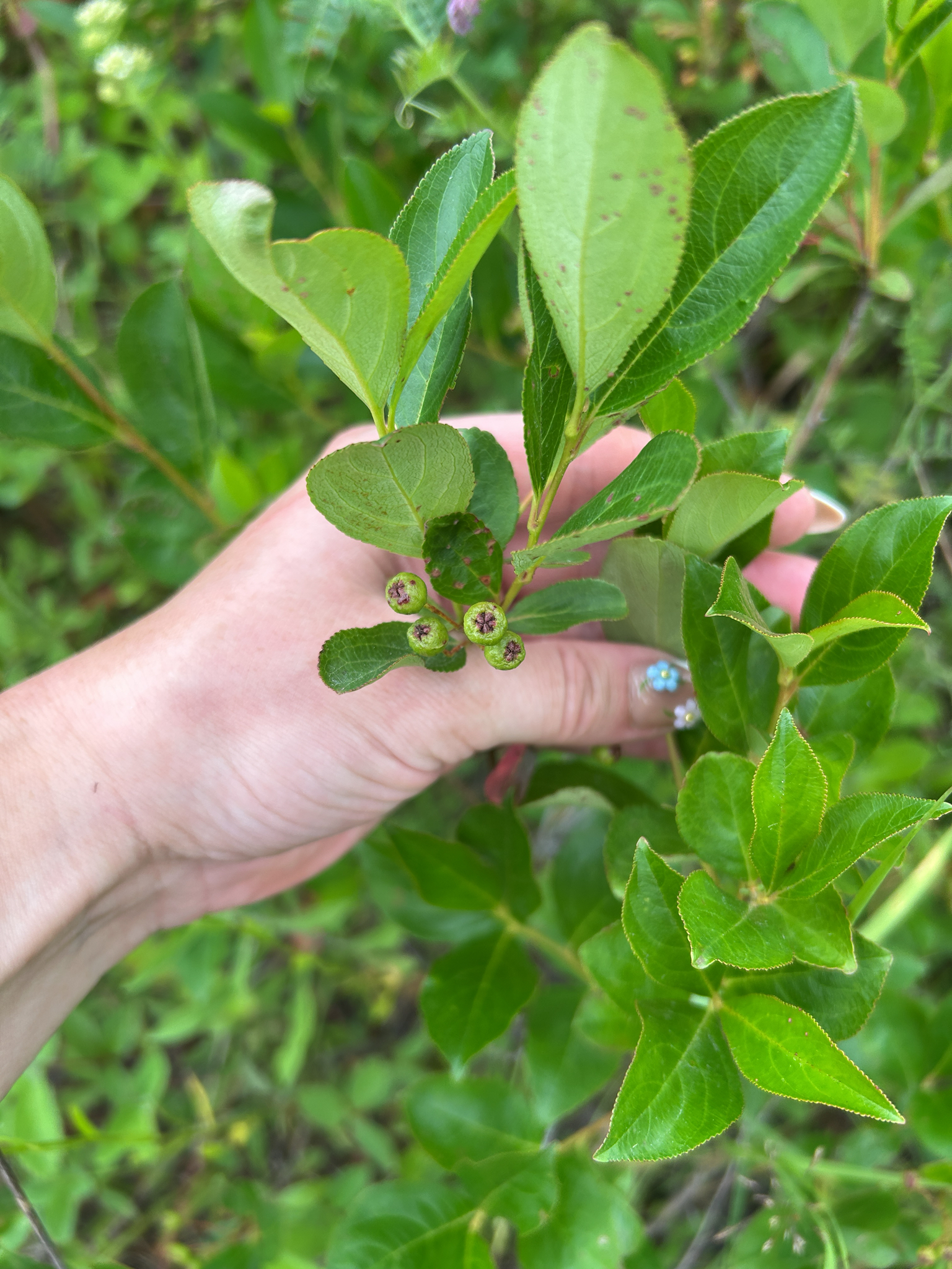Aronia melanocarpa &mdash; black chokeberry