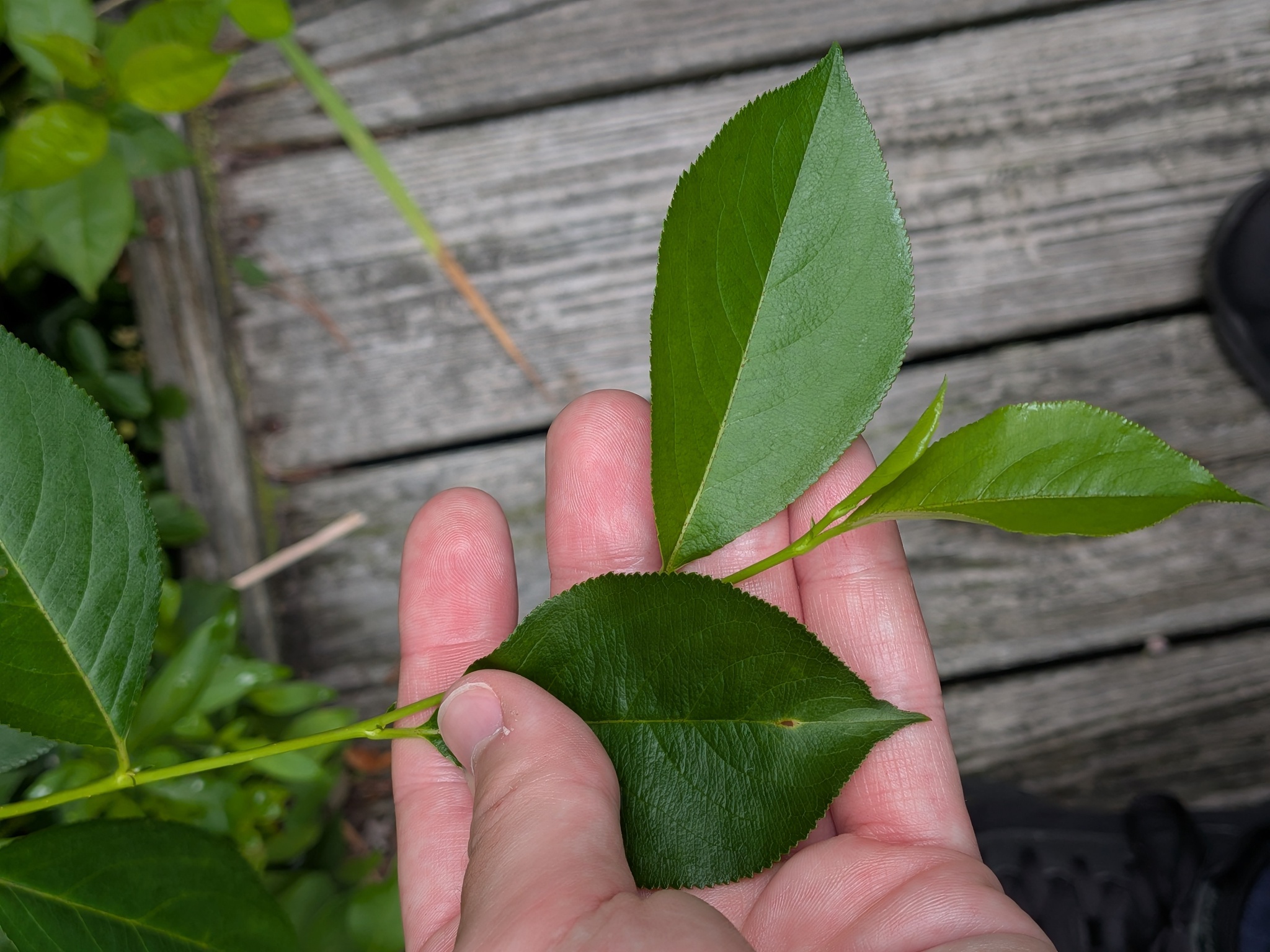 Aronia melanocarpa &mdash; black chokeberry