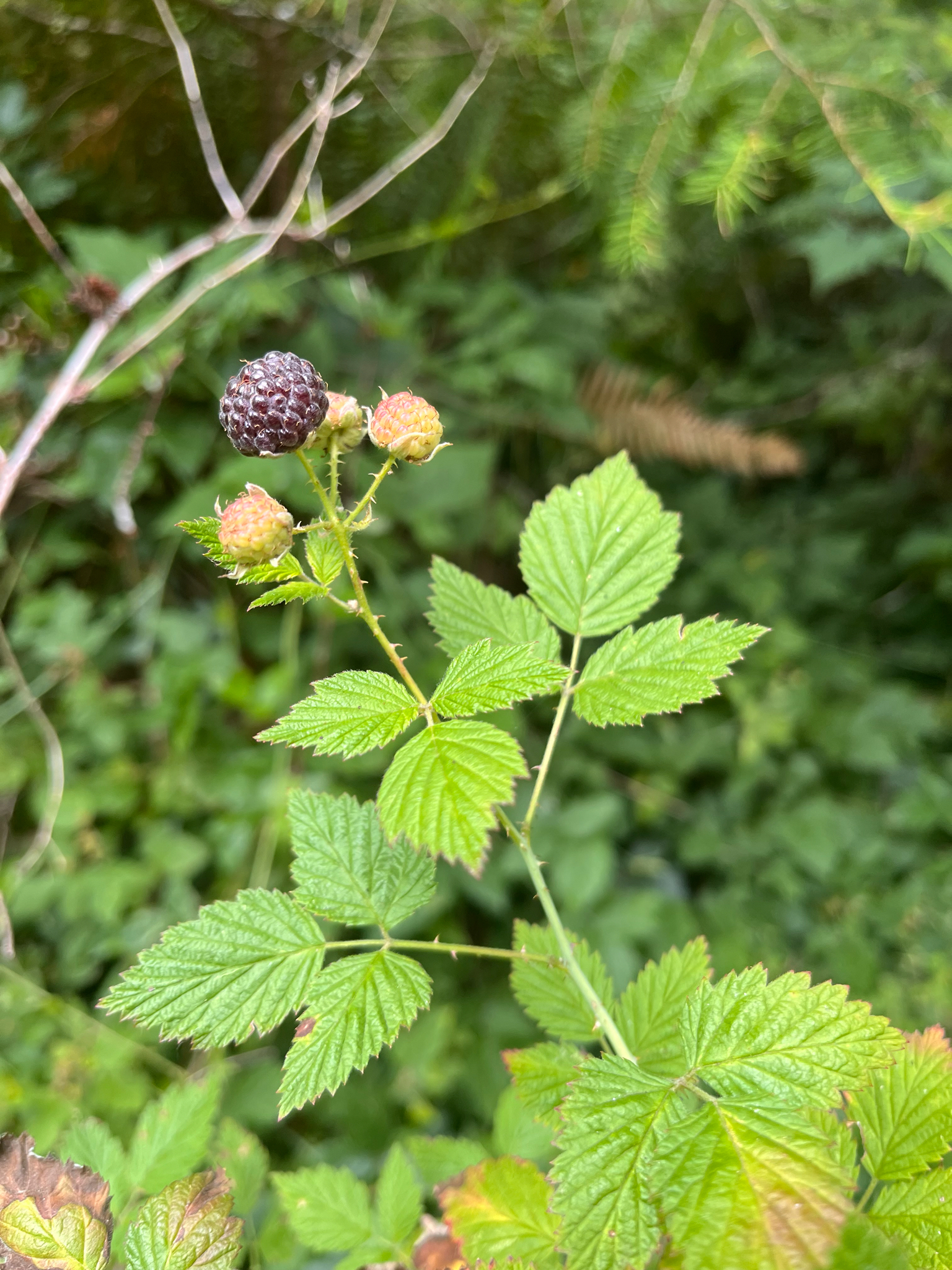 Rubus occidentalis &mdash; whitebark raspberry