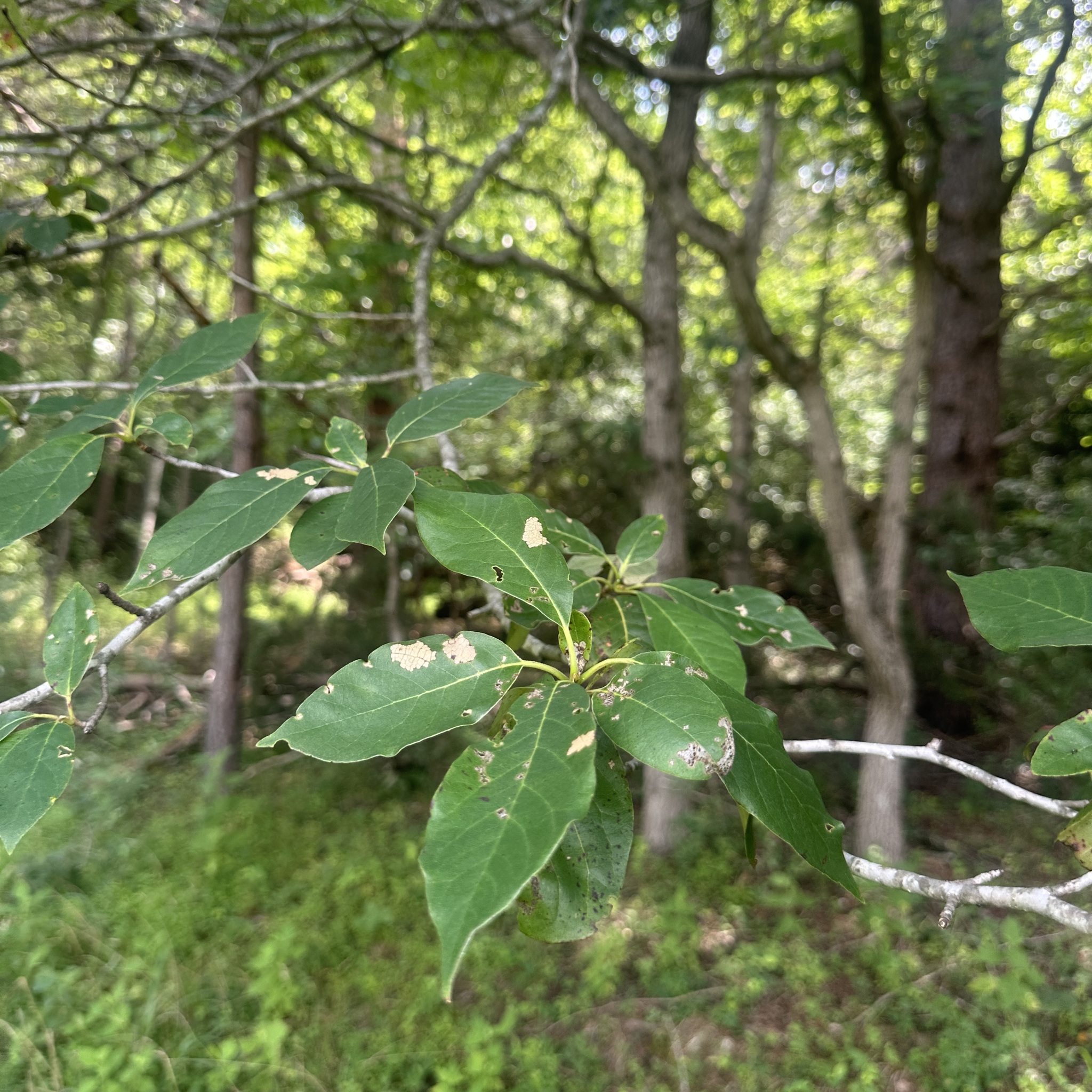 Nyssa sylvatica &mdash; Black Tupelo