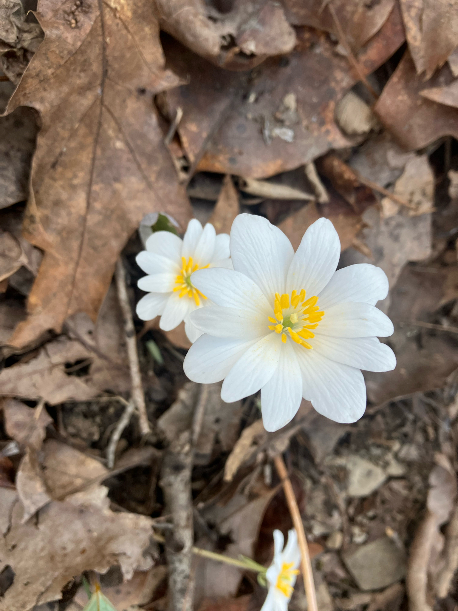 Sanguinaria canadensis &mdash; bloodroot