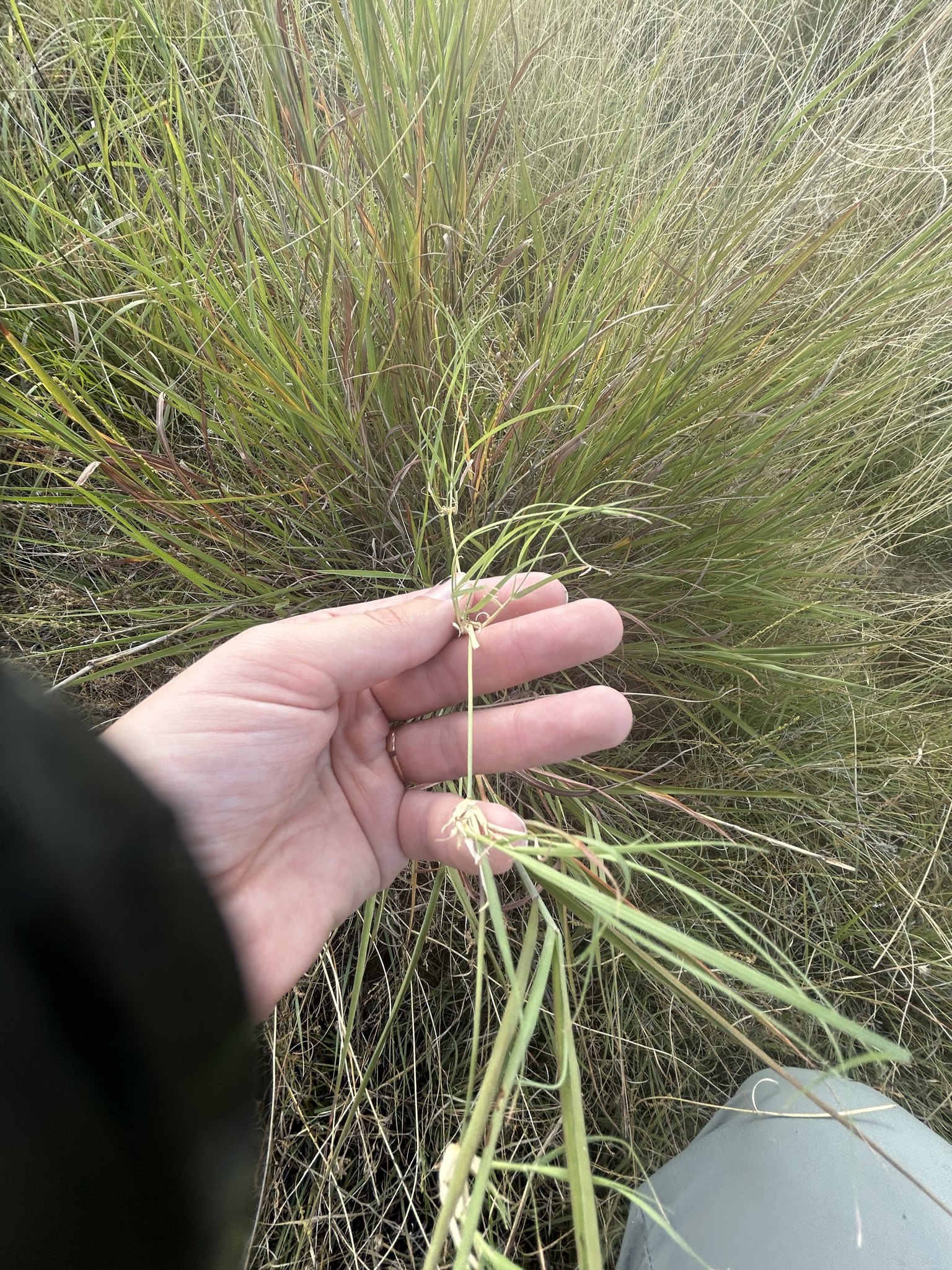 Bouteloua dactyloides &mdash; buffalograss