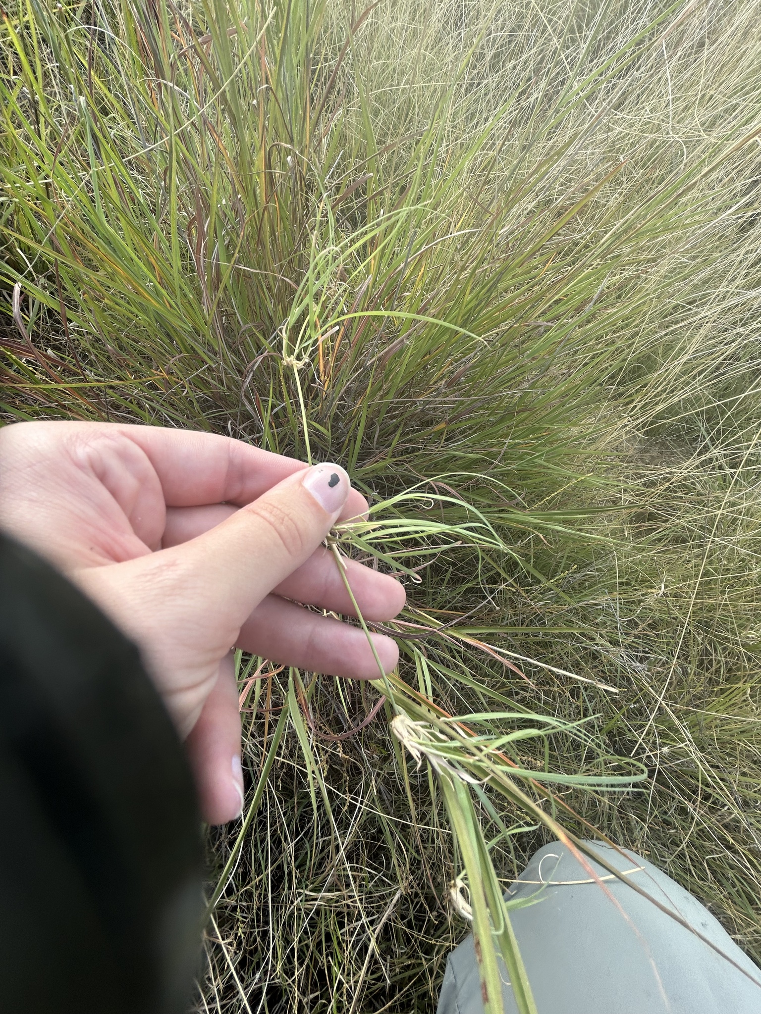 Bouteloua dactyloides &mdash; buffalograss
