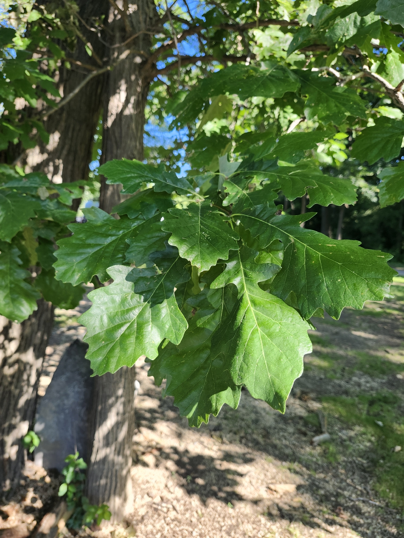 Quercus macrocarpa &mdash; Chêne à gros fruits