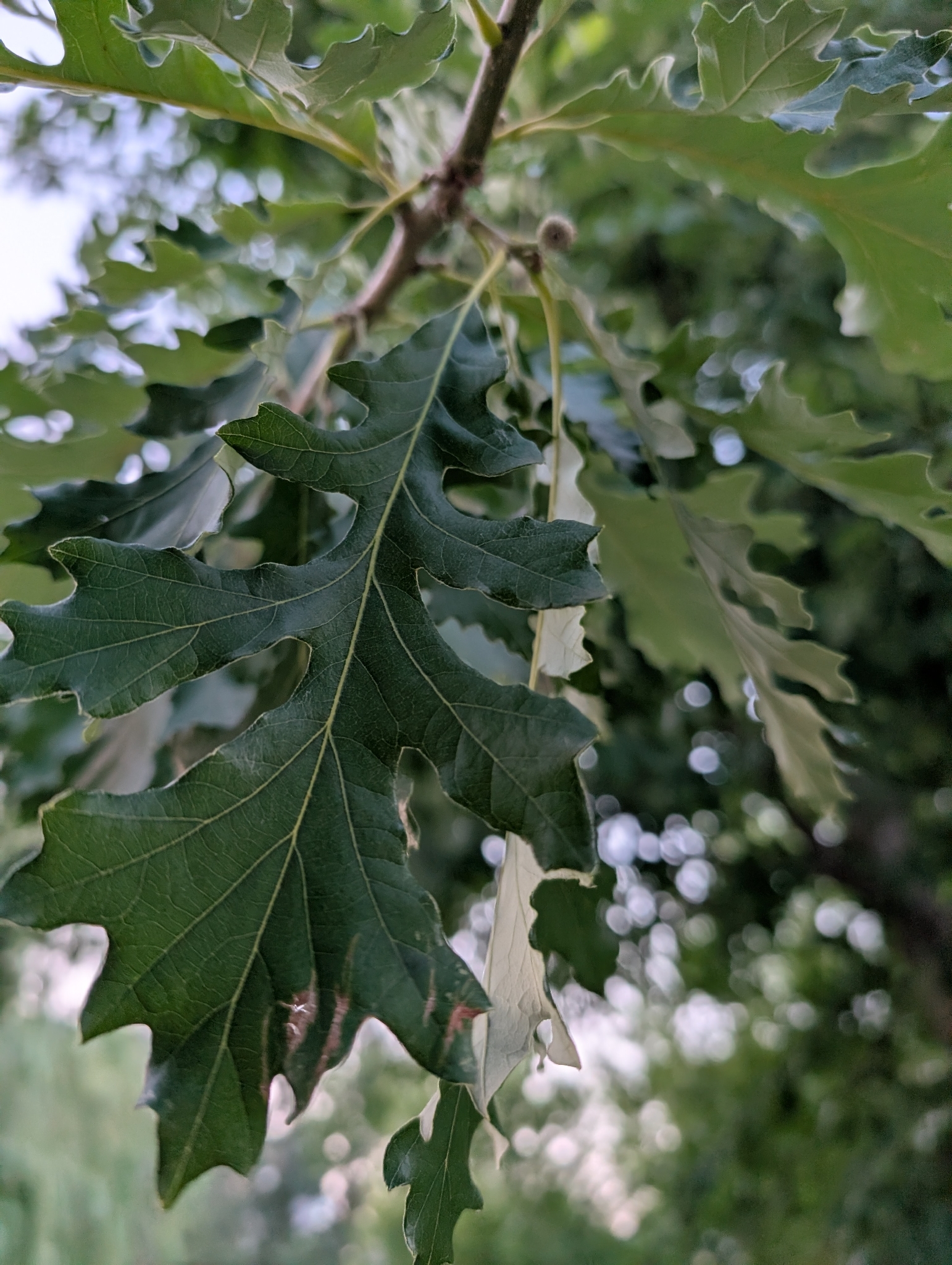 Quercus macrocarpa &mdash; bur oak