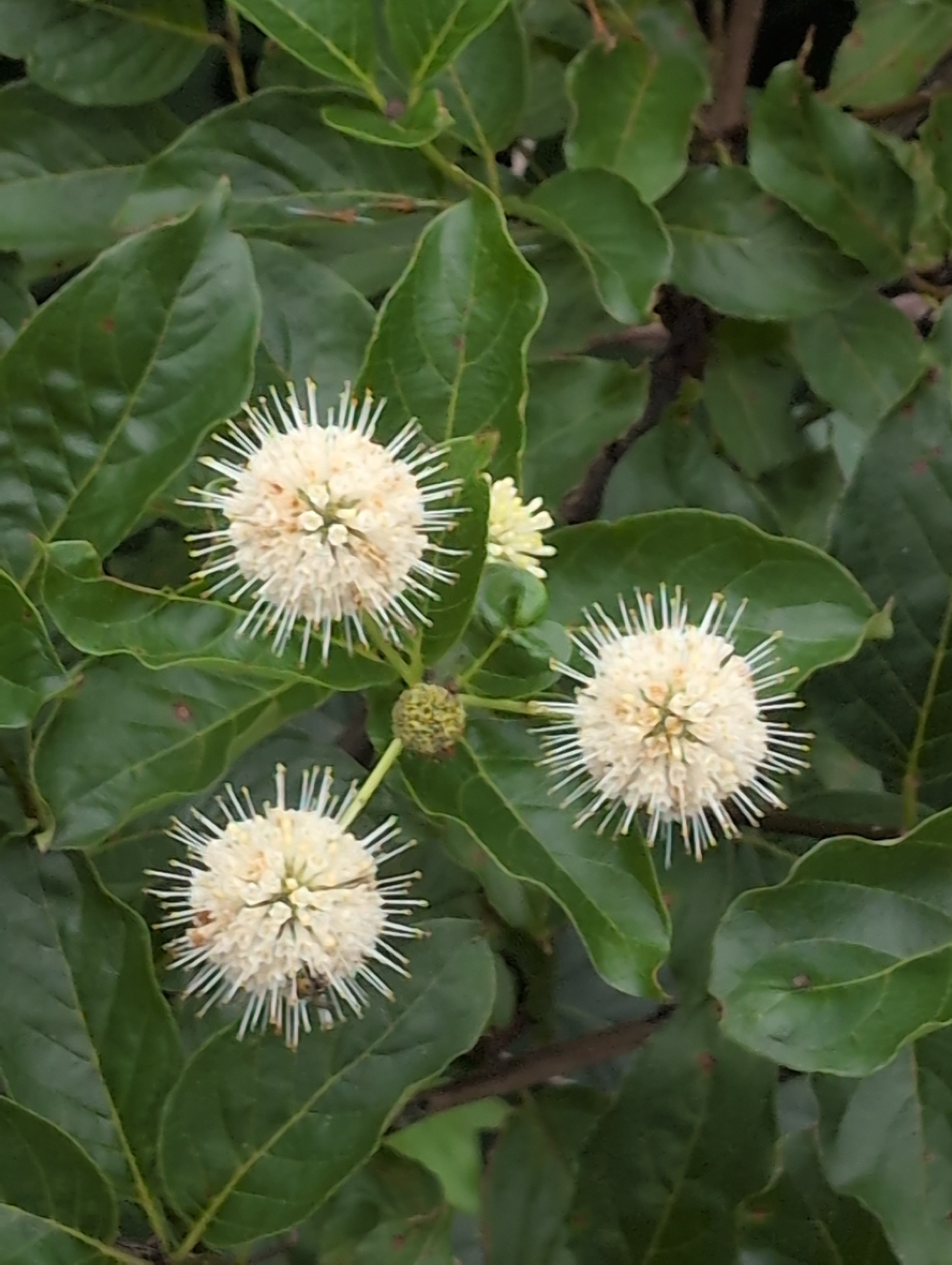 Cephalanthus occidentalis &mdash; buttonbush