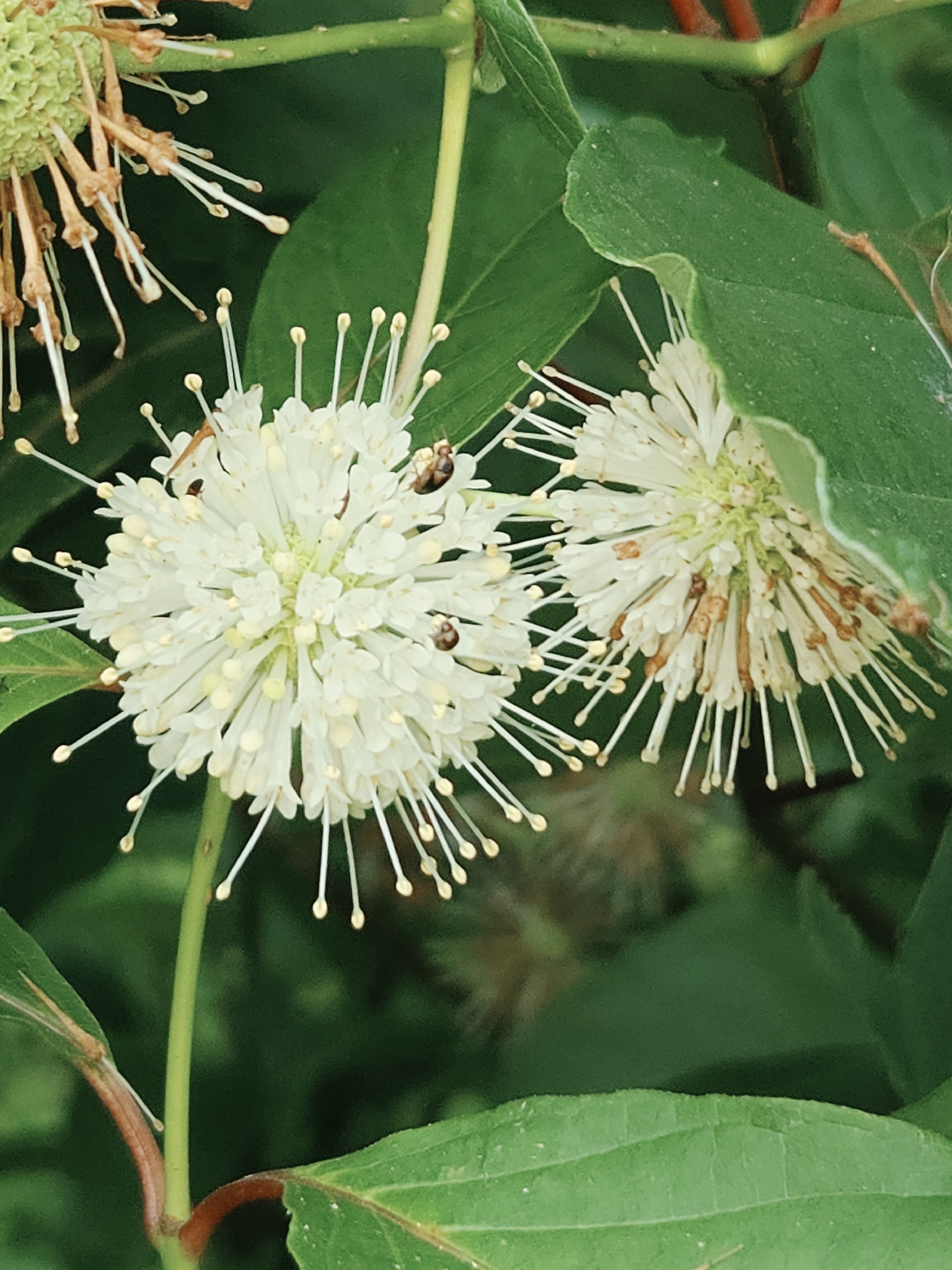 Cephalanthus occidentalis &mdash; buttonbush